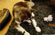 3 students held for killing, cooking pet dog